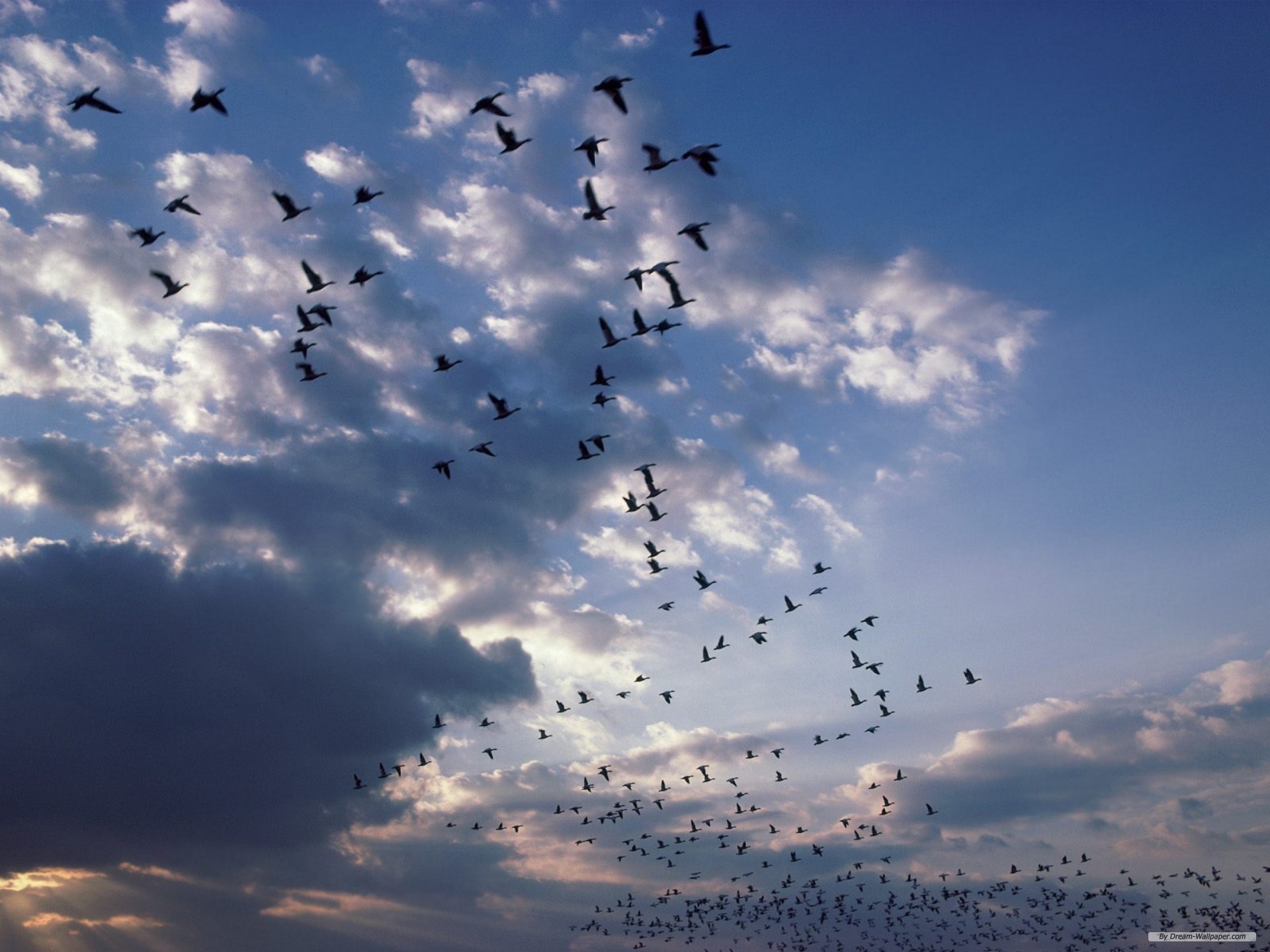 Птиц гонит на юг не наступающий. Стая птиц. Птицы в небе. Птицы улетают. Стая птиц в небе.